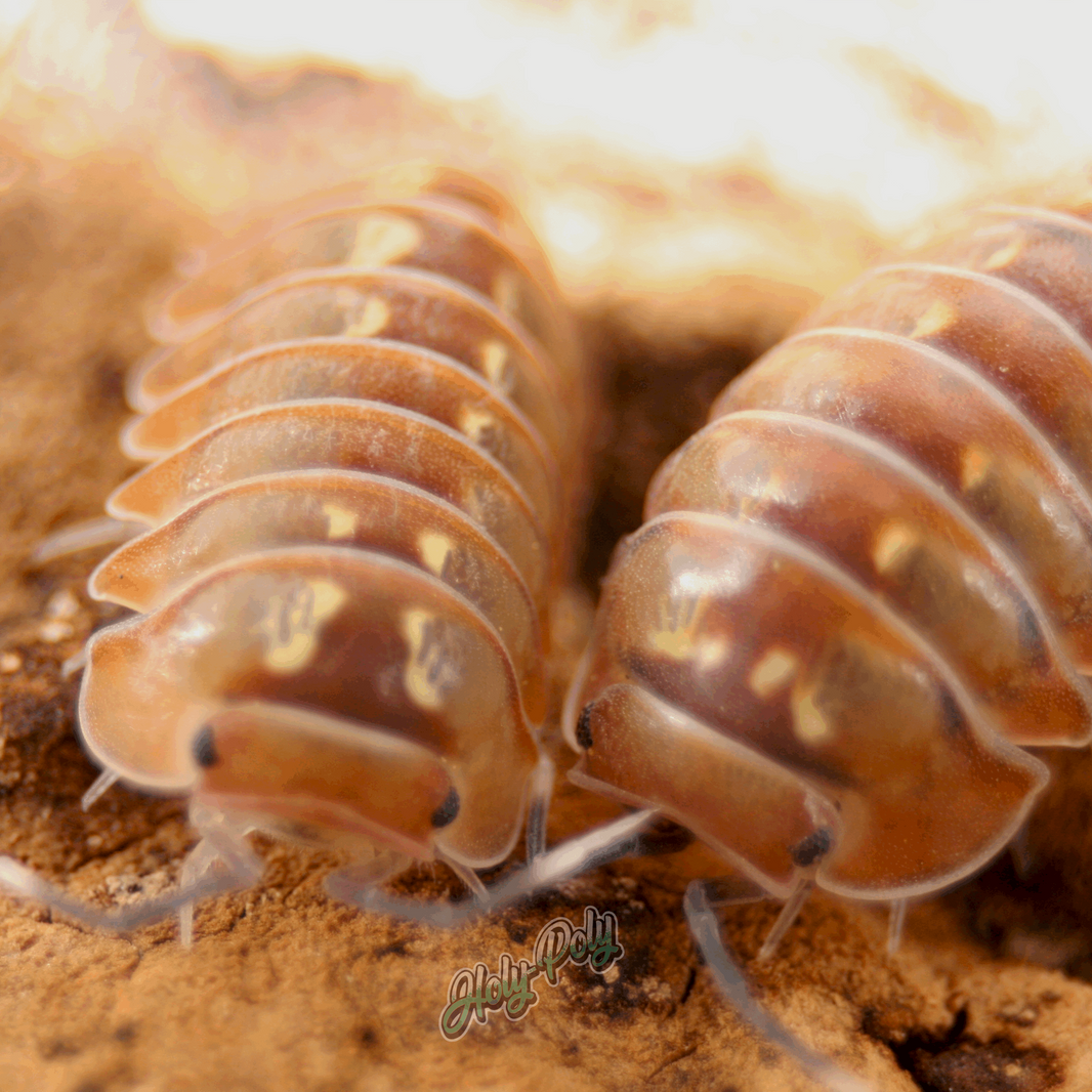 All Isopods – Holy-Poly Isopods