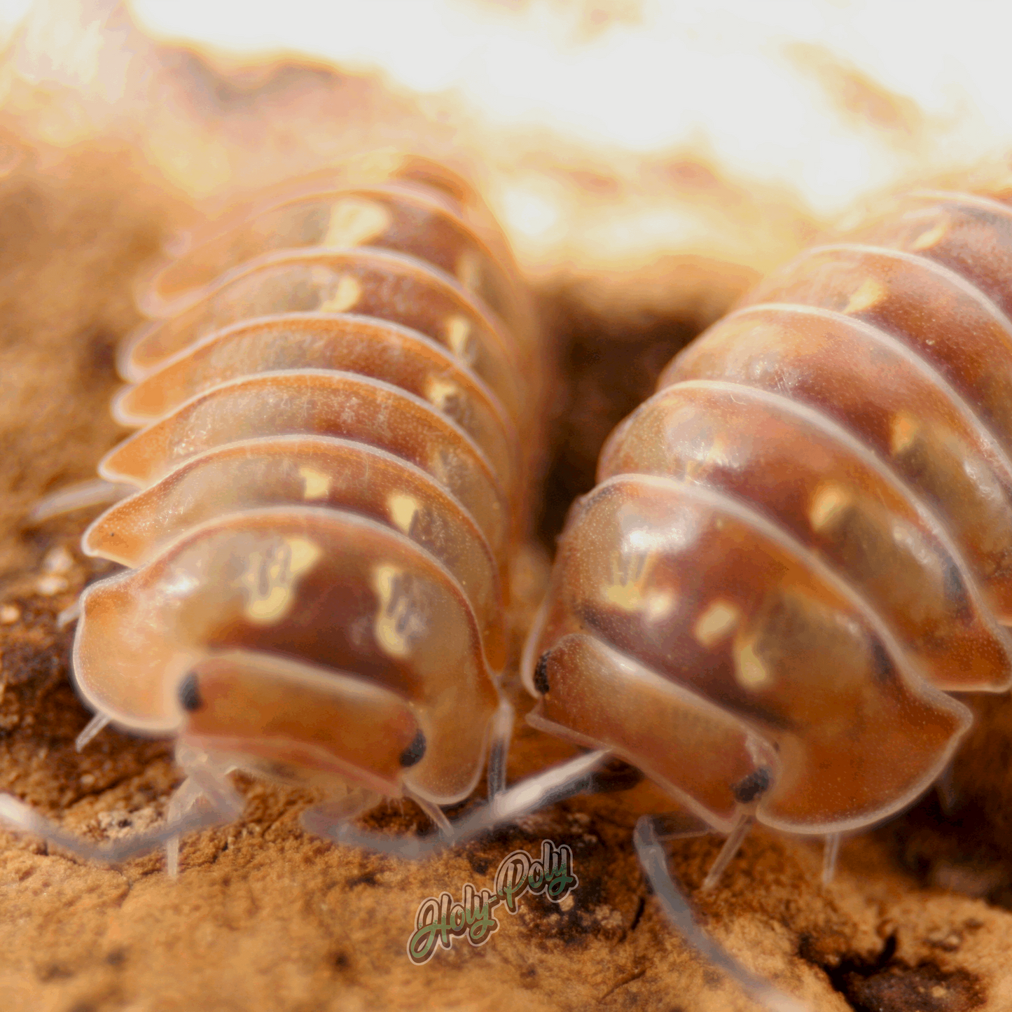 Holy-Poly Isopods - RARE Cubaris sp. Dream Isopods for Sale