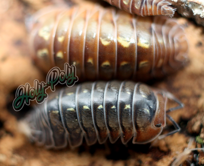 Holy-Poly Isopods - RARE Cubaris sp. Dream Isopods for Sale