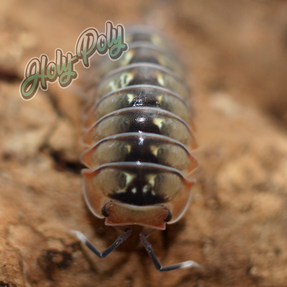 Holy-Poly Isopods - RARE Cubaris sp. Dream Isopods for Sale