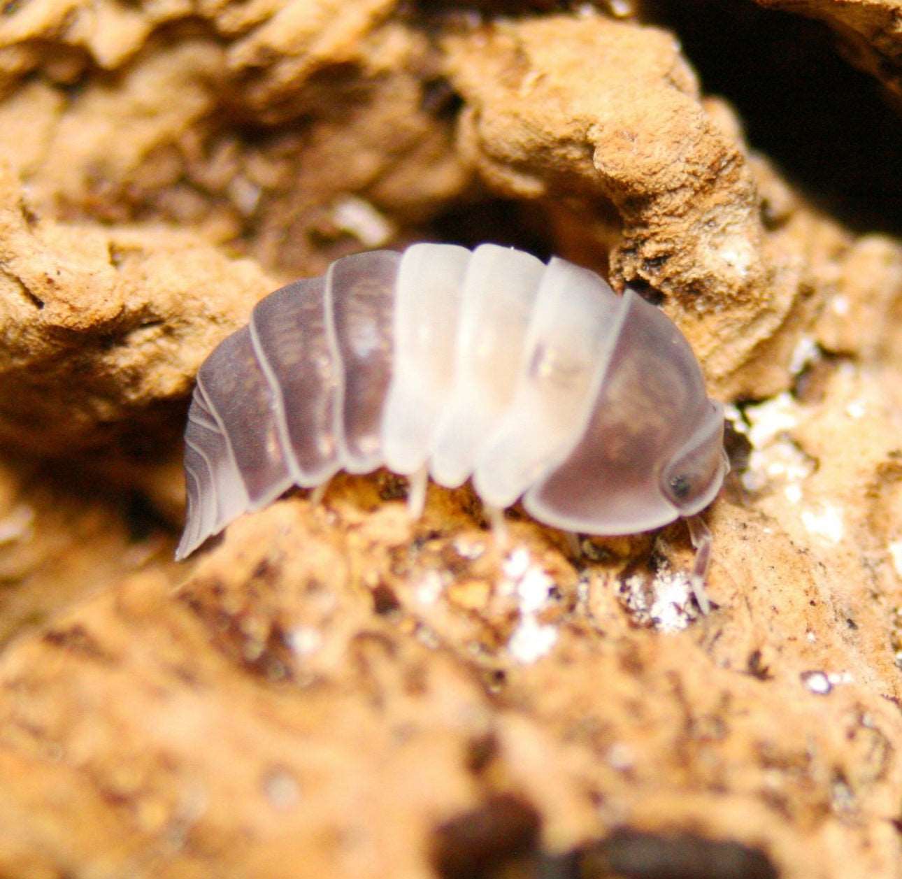 Panda King Isopods Cubaris Sp Holy Poly Isopods panda-king-isopods-cubaris-sp-holy-poly-isopods