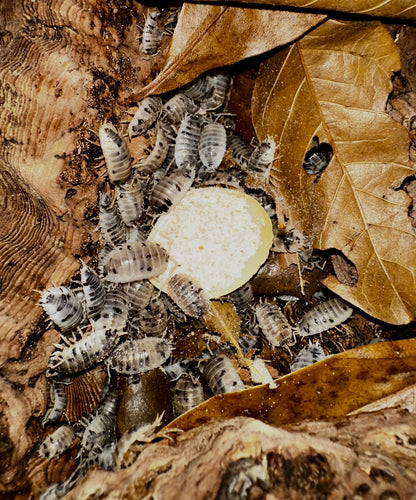 Seashell Feeding Dish