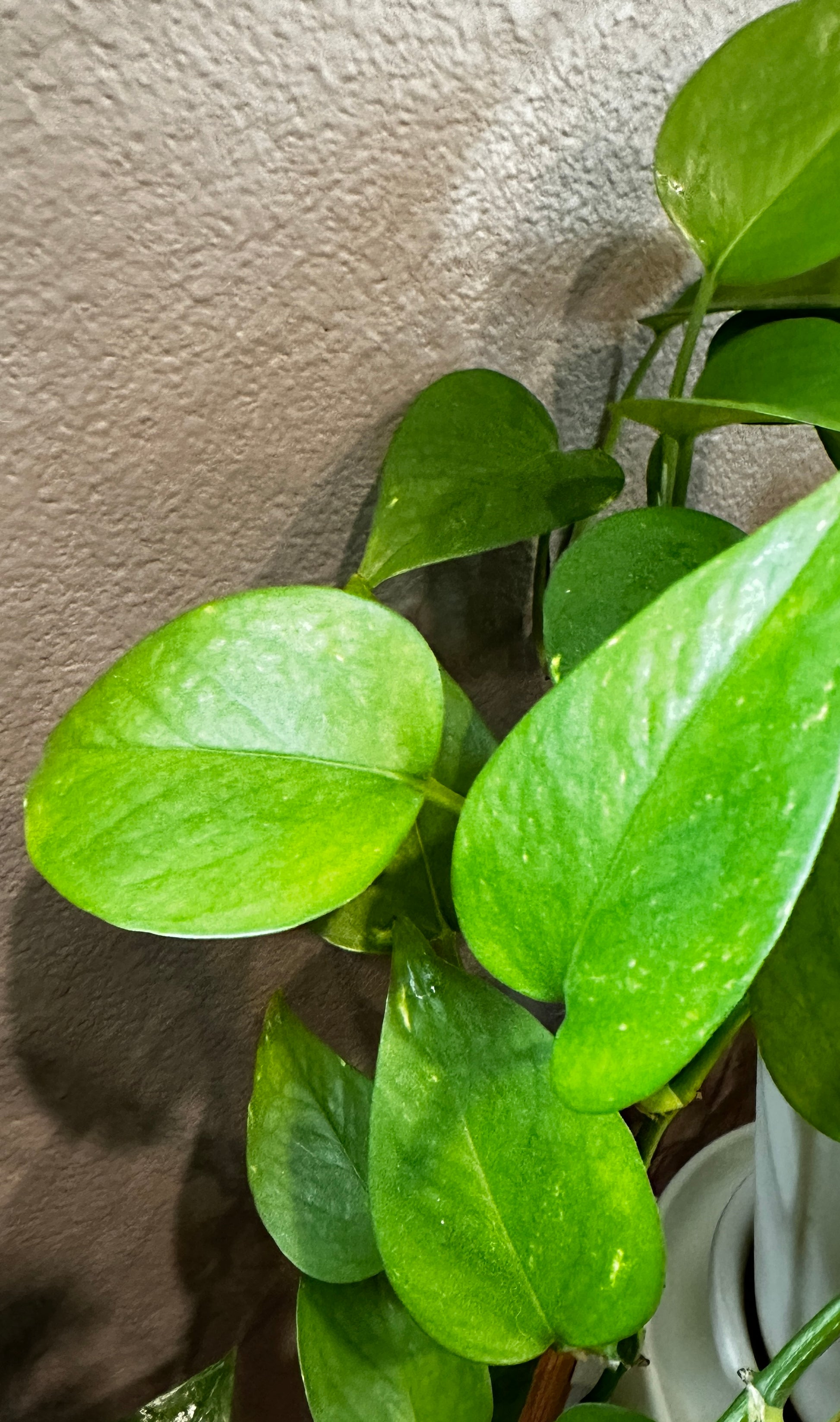 holy pothos Plant Clipping