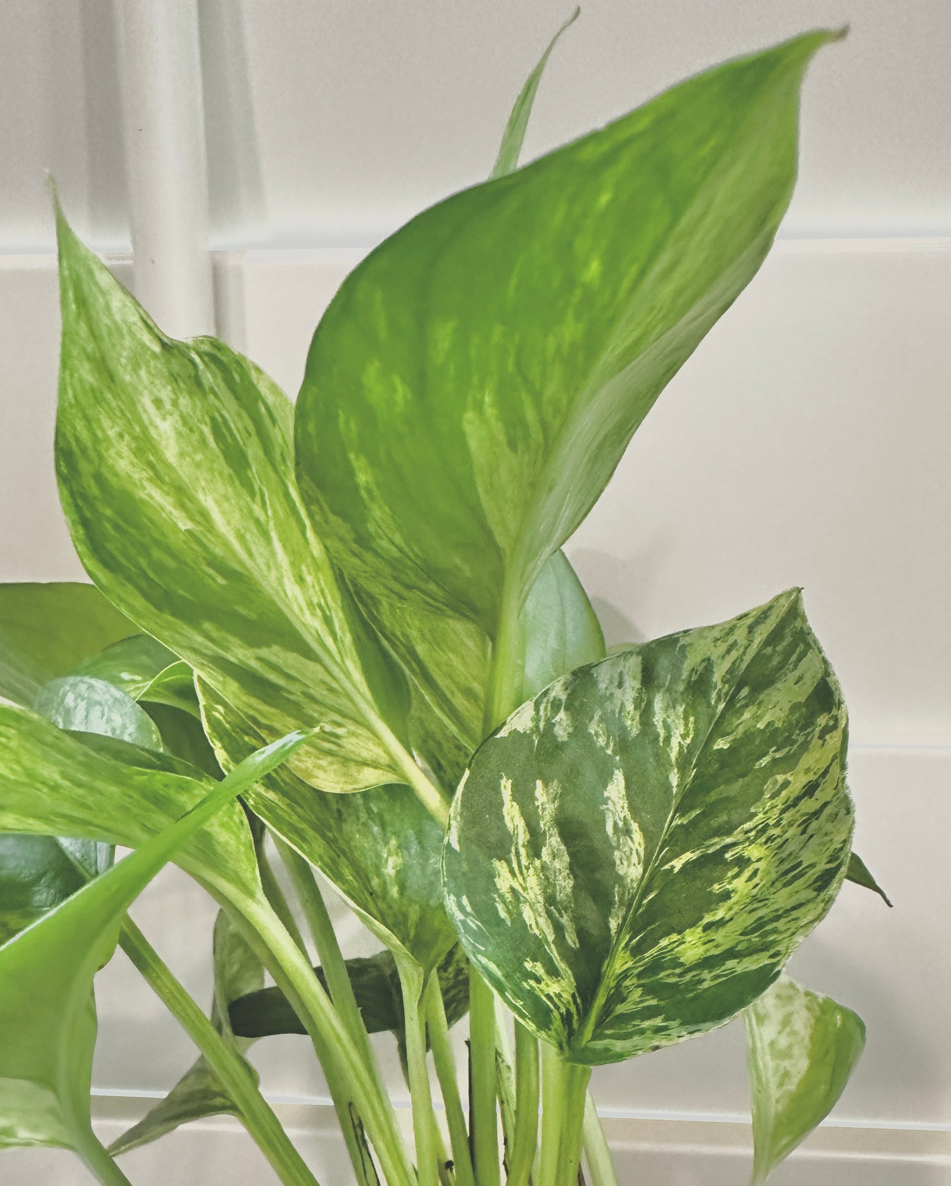 Marble Queen Pothos plant clippings for sale