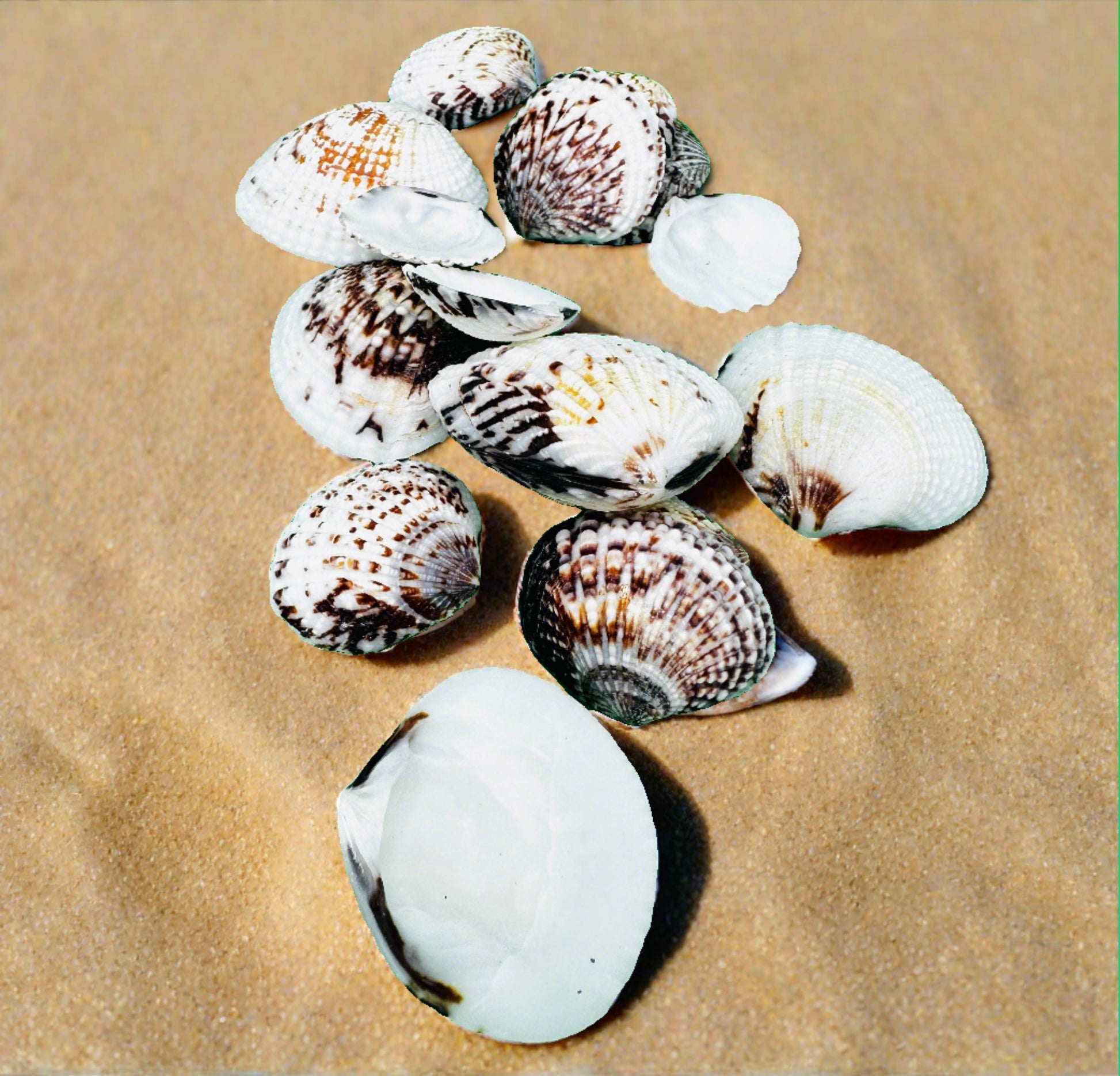 Natural clam scallop shell - Isopod hides and feeding dishes (hideouts)