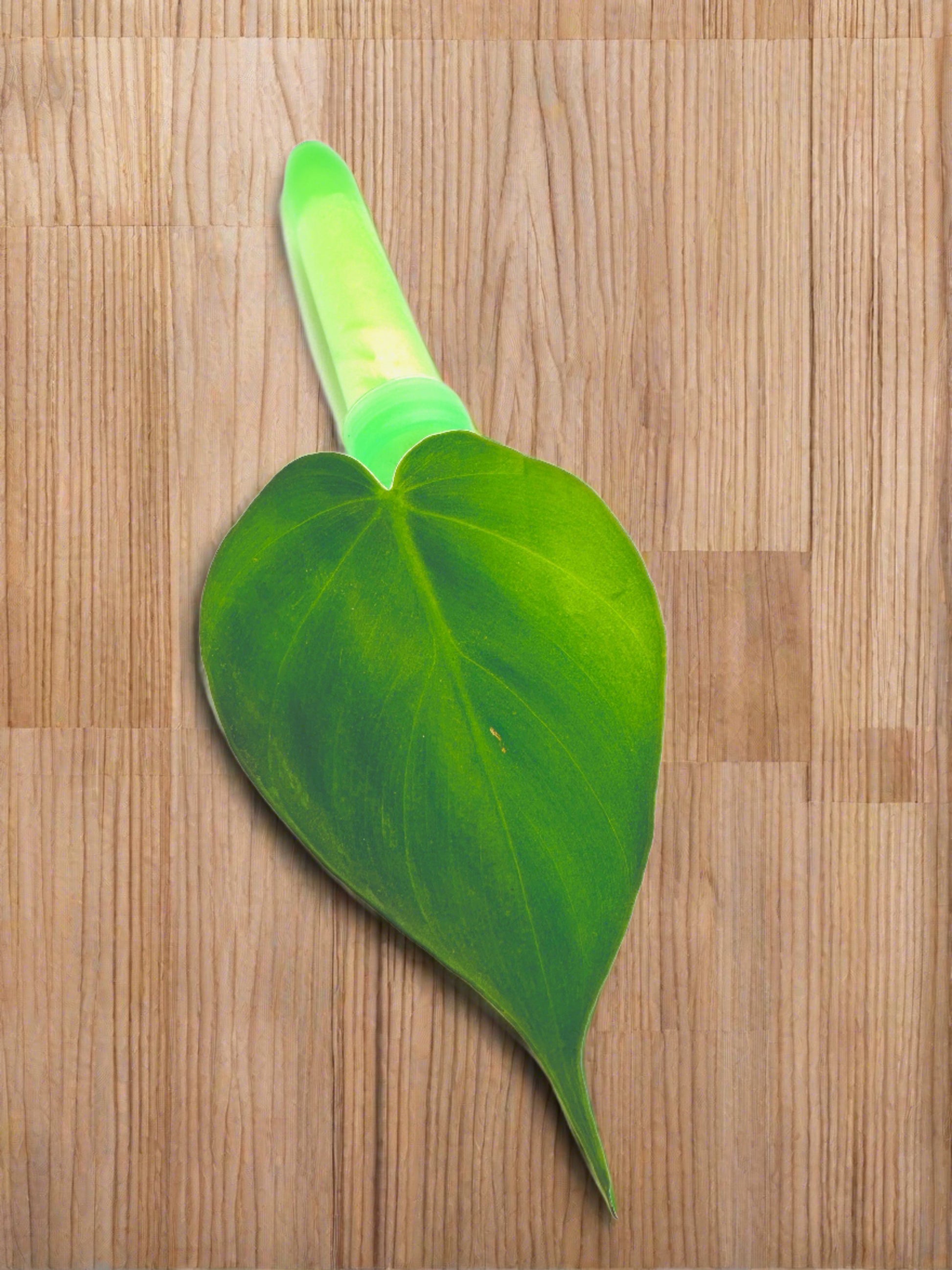 Heart-Shaped Pothos Plant Clippings for sale