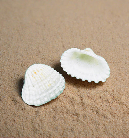 White clam shell - Isopod hides and feeding dishes (hideouts)