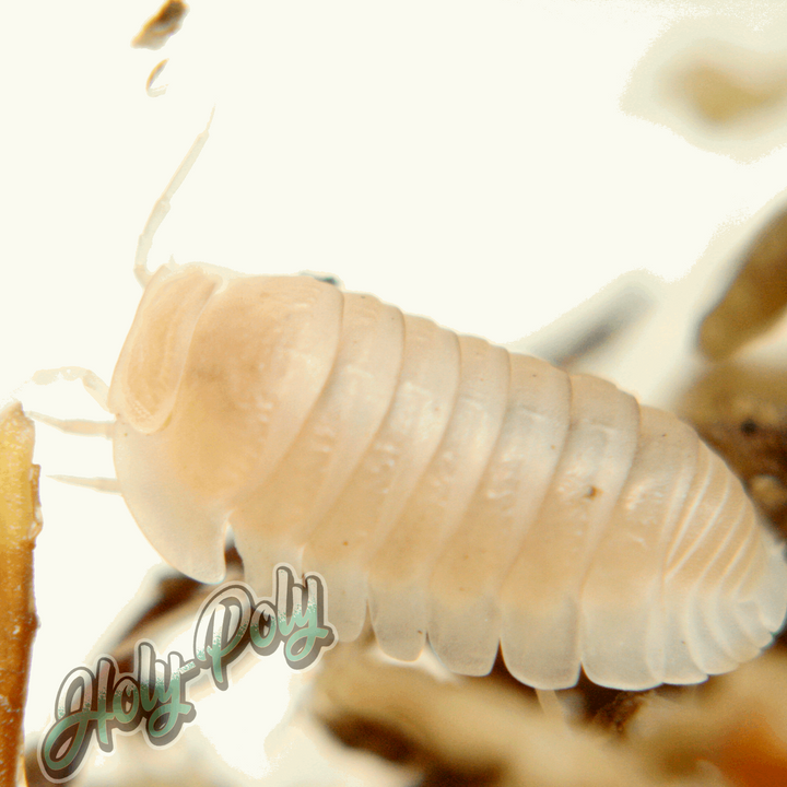 All Isopods – Holy-Poly Isopods