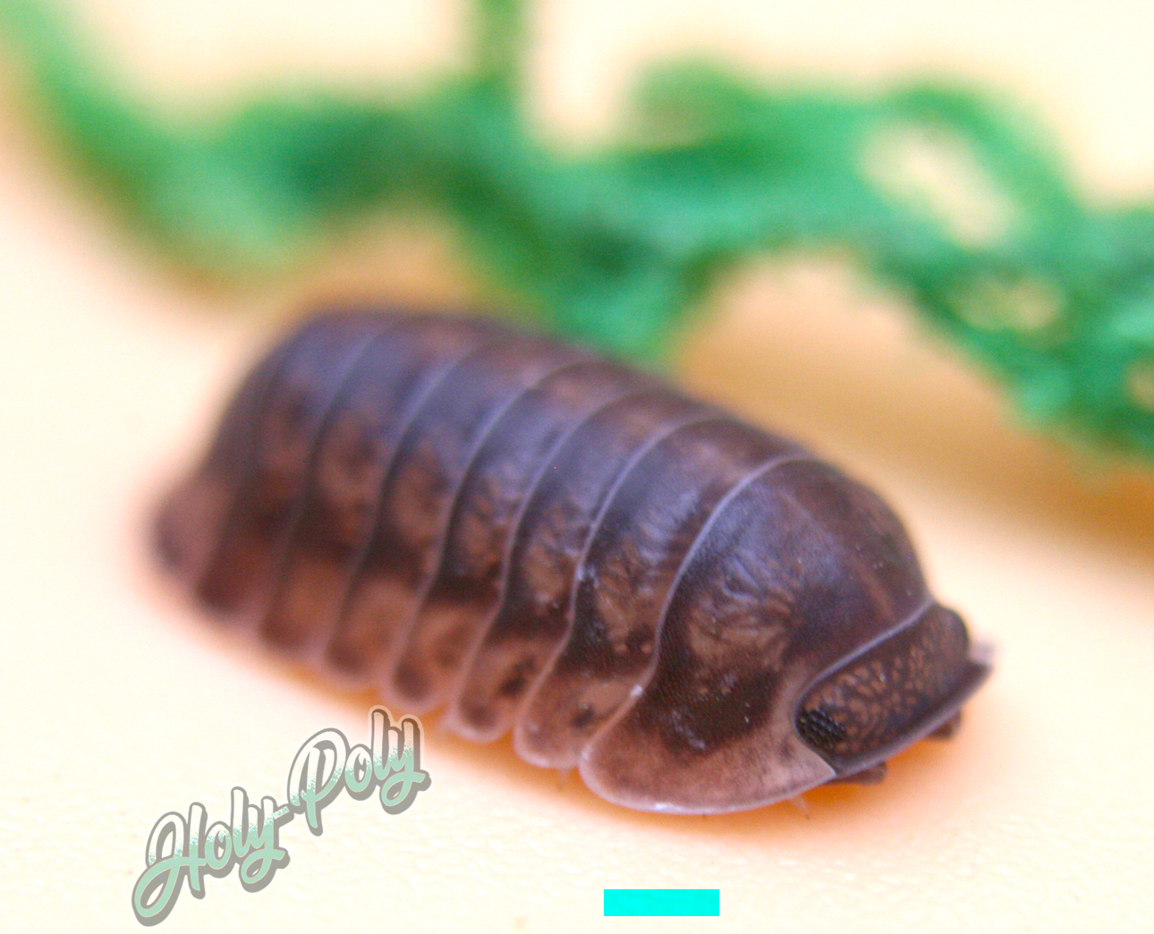 Cubaris sp. Happy Nun Isopods - for sale