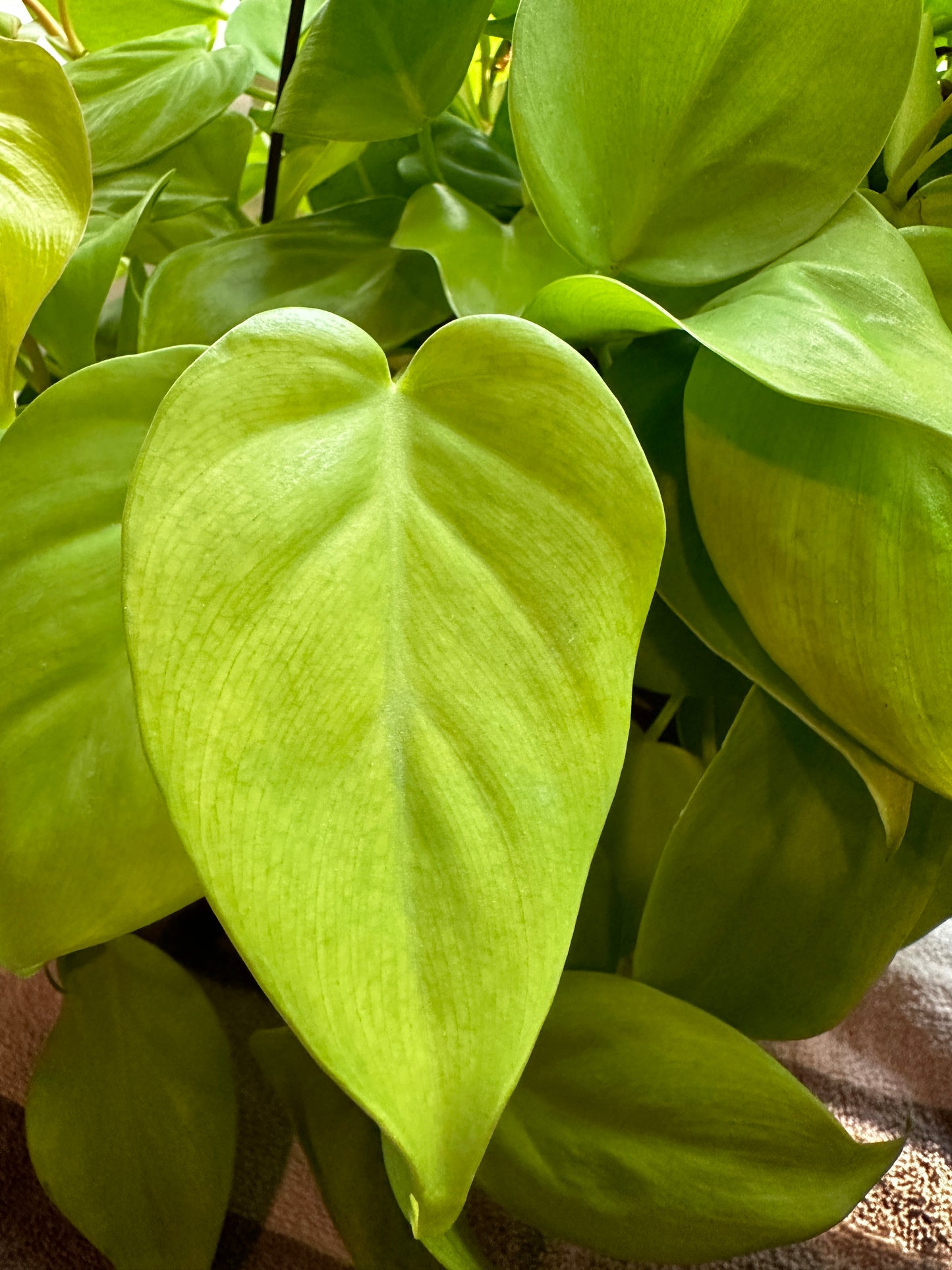 Neon Pothos Plant Clippings for sale