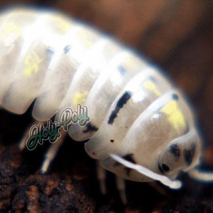 Japanese Magic Potion Armadillidium vulgare japan Isopods for sale 