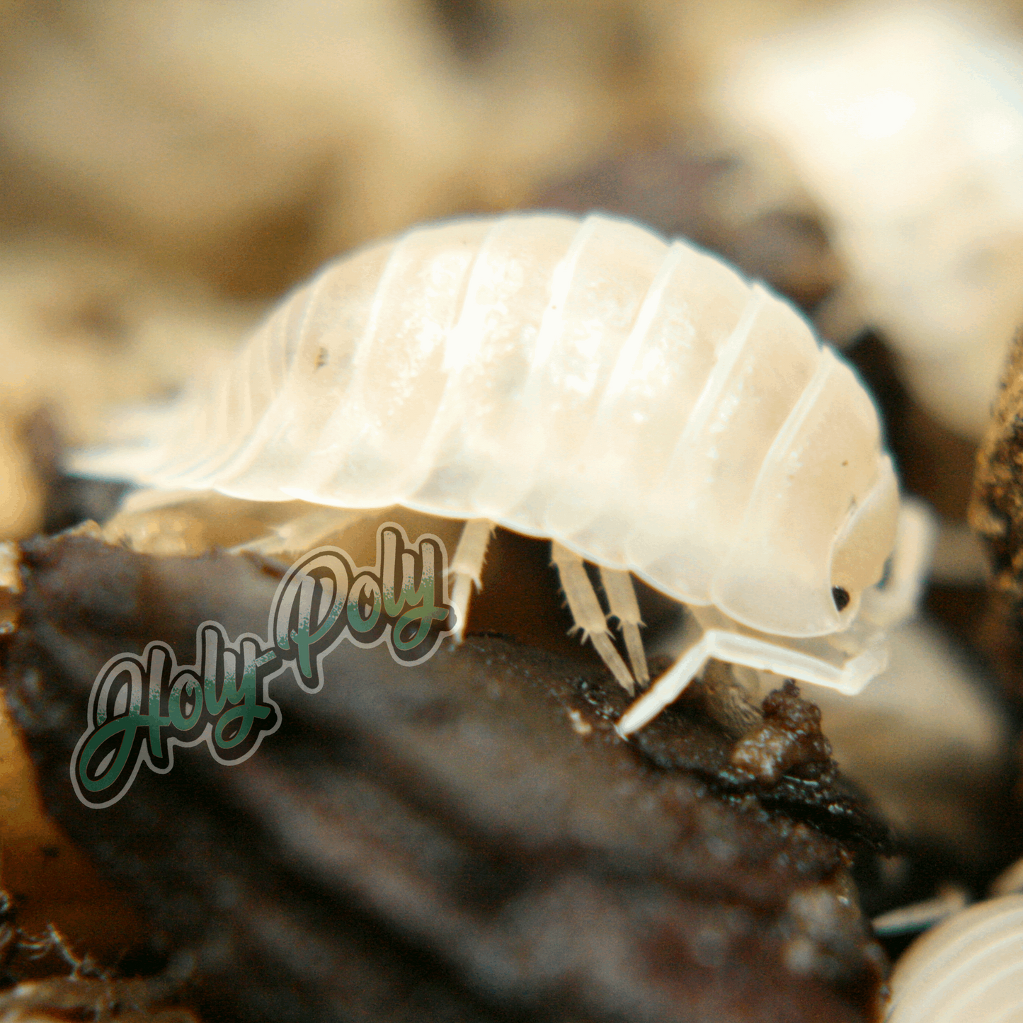 White Laevis Porcellio animal animals arthropod arthropods best bestpet bestpets bioactive bug bugs cleanup clean-up crew crustacean crustaceans cuc enclosure entomology exotic exoticpet exoticpets habitat habitats insect insects invert invertebrate invertebrates inverts isopod isopoda isopods legal micropet micropets nature pet pets pillbug pillbugs rollypolies rollypolly rollypollys rolypolies rolypoly  rolypolys sowbug sowbugs terrarium terrestrial vivarium woodlice woodlouse 