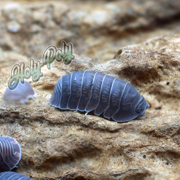 Little Sea Isopods (Cubaris murina) – Holy-Poly Isopods