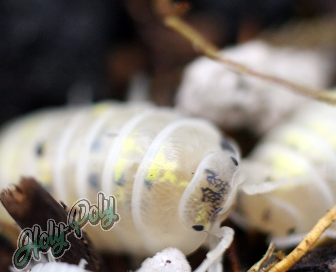 Japanese Magic Potion Isopods (Armadillidium vulgare) – Holy-Poly Isopods