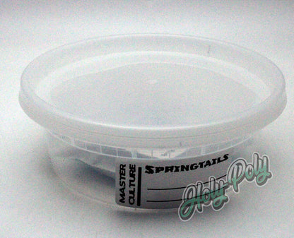 Springtail master culture setup using Calcium Clay in an 8 oz deli cup