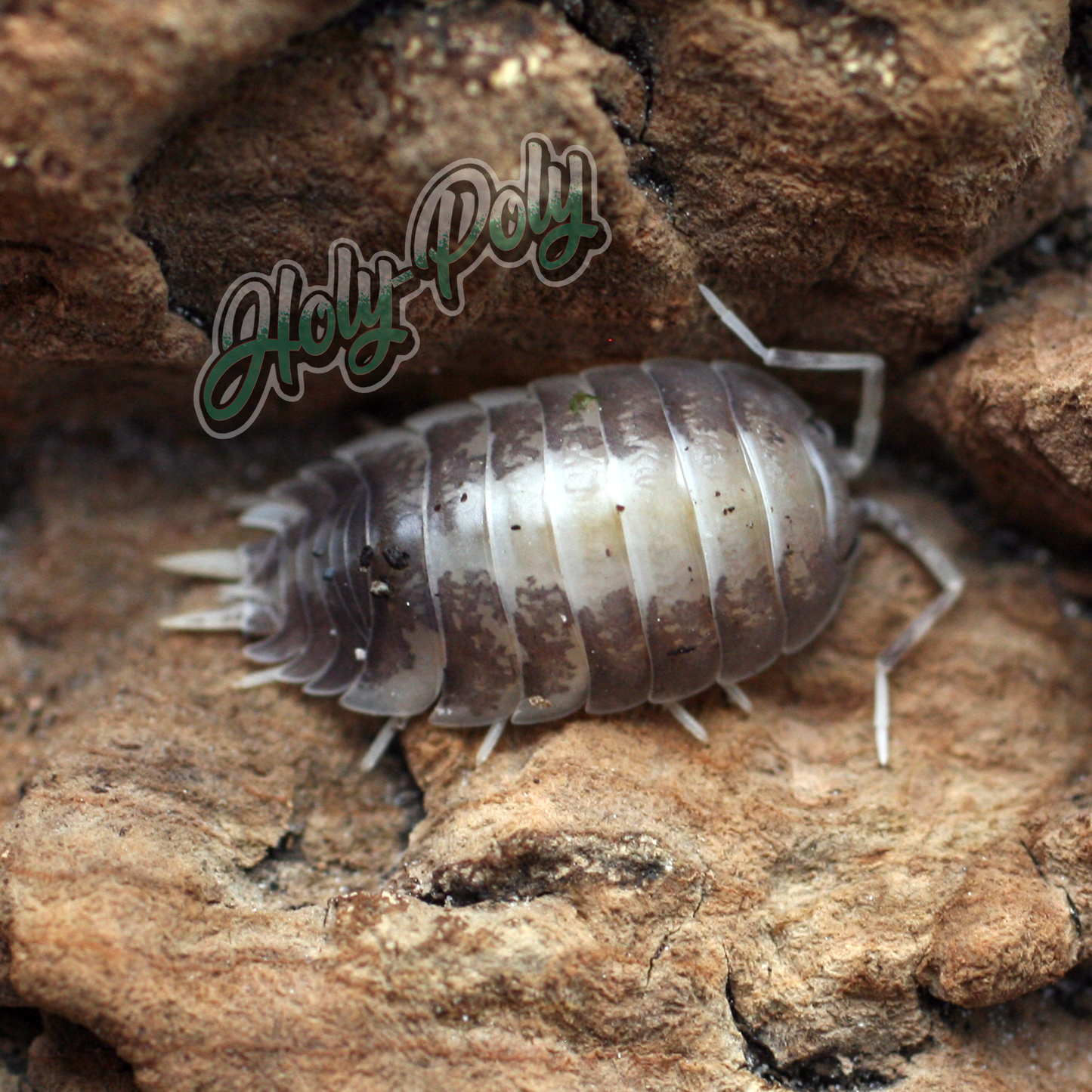 Milkback Porcellio laevis milk back animal animals arthropod arthropods best bestpet bestpets bioactive bug bugs cleanup clean-up crew crustacean crustaceans cuc enclosure entomology exotic exoticpet exoticpets habitat habitats insect insects invert invertebrate invertebrates inverts isopod isopoda isopods legal micropet micropets nature pet pets pillbug pillbugs rollypolies rollypolly rollypollys rolypolies rolypoly  rolypolys sowbug sowbugs terrarium terrestrial vivarium woodlice woodlouse 