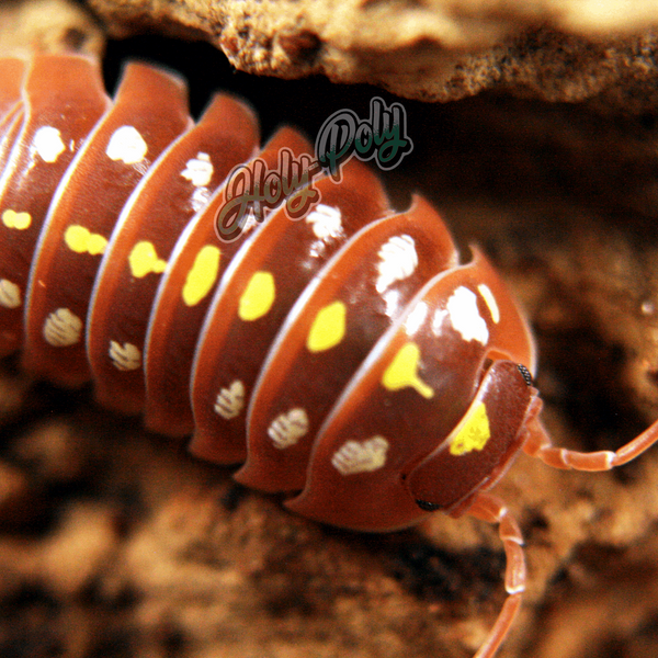 Orange Clown Isopods (Armadillidium klugii) – Holy-Poly Isopods