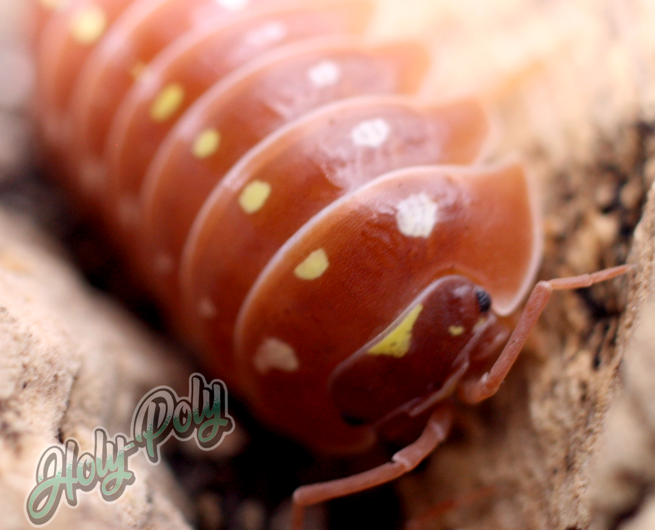 Orange Clown Armadillidium klugii Isopods for sale California United States 