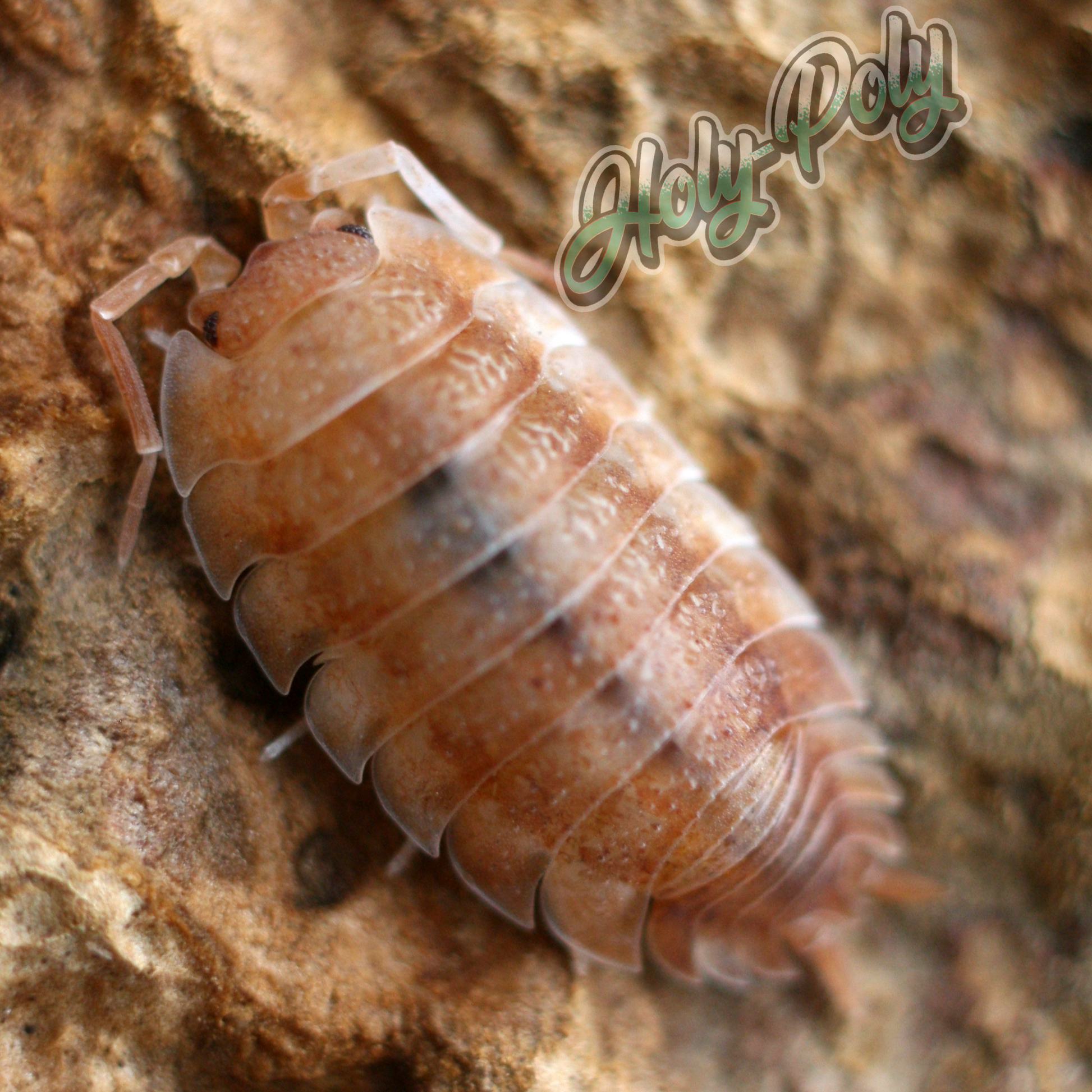 Orange Koi Scaber Porcellio animal animals arthropod arthropods best bestpet bestpets bioactive bug bugs cleanup clean-up crew crustacean crustaceans cuc enclosure entomology exotic exoticpet exoticpets habitat habitats insect insects invert invertebrate invertebrates inverts isopod isopoda isopods legal micropet micropets nature pet pets pillbug pillbugs rollypolies rollypolly rollypollys rolypolies rolypoly  rolypolys sowbug sowbugs terrarium terrestrial vivarium woodlice woodlouse 