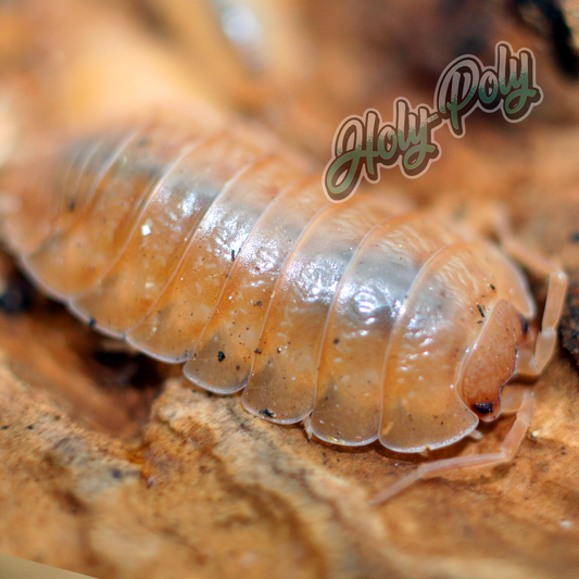 Orange Laevis Porcellio animal animals arthropod arthropods best bestpet bestpets bioactive bug bugs cleanup clean-up crew crustacean crustaceans cuc enclosure entomology exotic exoticpet exoticpets habitat habitats insect insects invert invertebrate invertebrates inverts isopod isopoda isopods legal micropet micropets nature pet pets pillbug pillbugs rollypolies rollypolly rollypollys rolypolies rolypoly  rolypolys sowbug sowbugs terrarium terrestrial vivarium woodlice woodlouse 