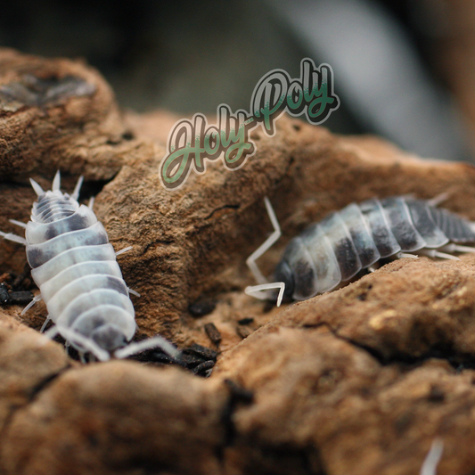 Oreo Crumble Porcellionides pruinosus isopods for sale California 