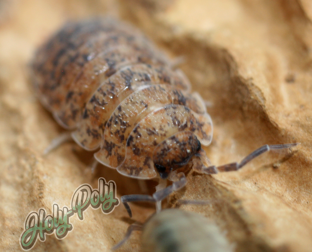 Orin's Calico Isopods for sale (Porcellio scaber)