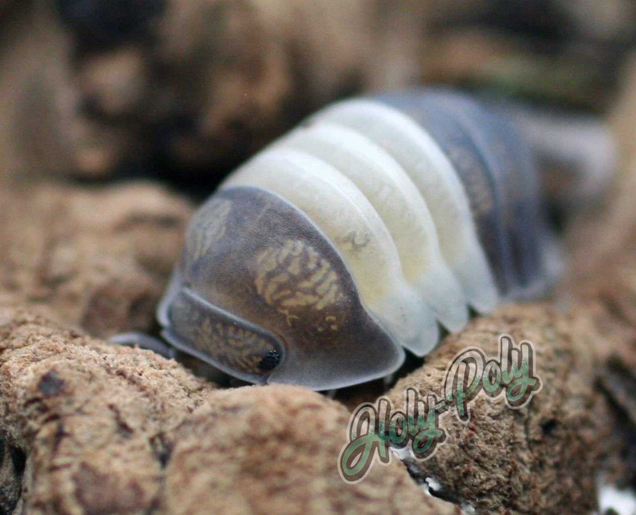 cubaris sp. panda king isopods for sale 