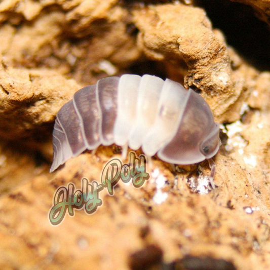 cubaris sp. panda king isopods for sale 