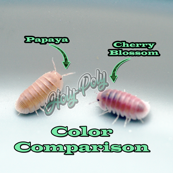 cherry-blossom-isopods-cubaris-sp-holy-poly-isopods