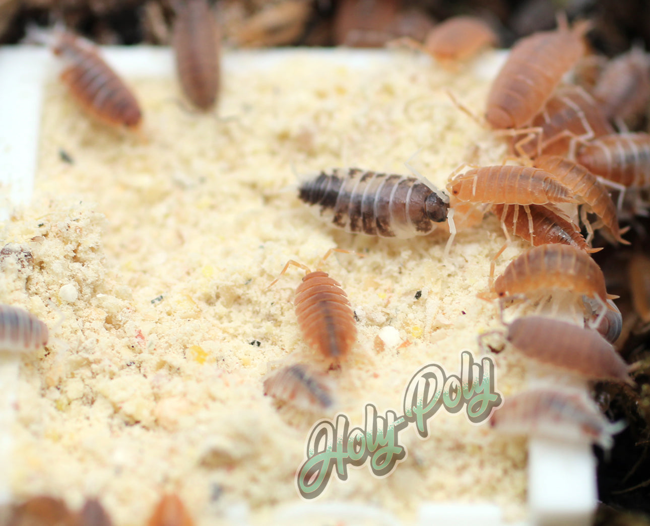Porcellionides pruinosus Isopod Party Mix for sale (powder oreo koi whiteout blue orange)