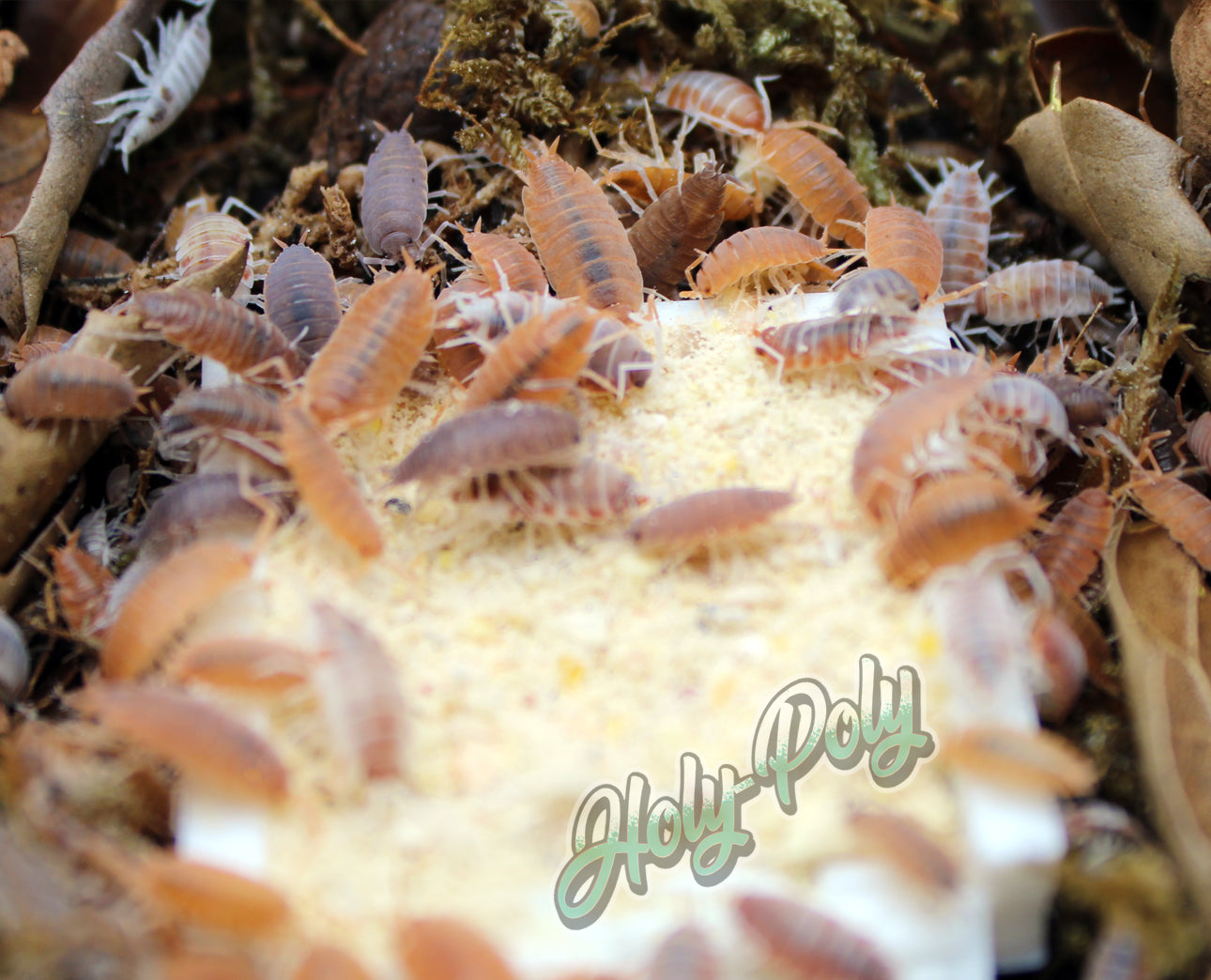 Feeding Frenzy - Porcellionides pruinosus Isopod Party Mix for sale