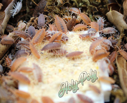 Feeding Frenzy - Porcellionides pruinosus Isopod Party Mix for sale