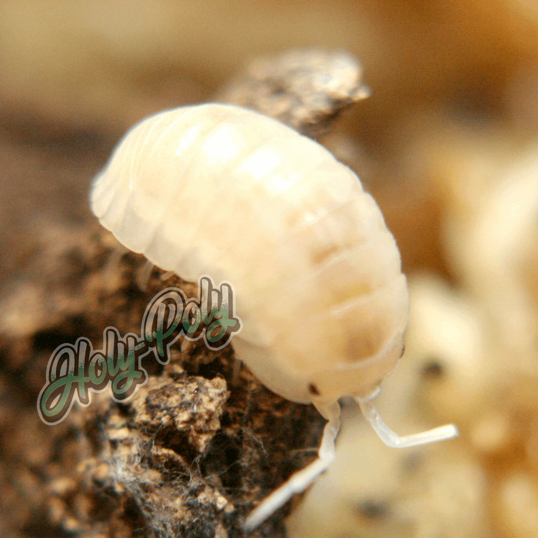 All Isopods – Holy-Poly Isopods