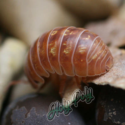 Isópodos de Punta Cana (Armadillidium vulgare)