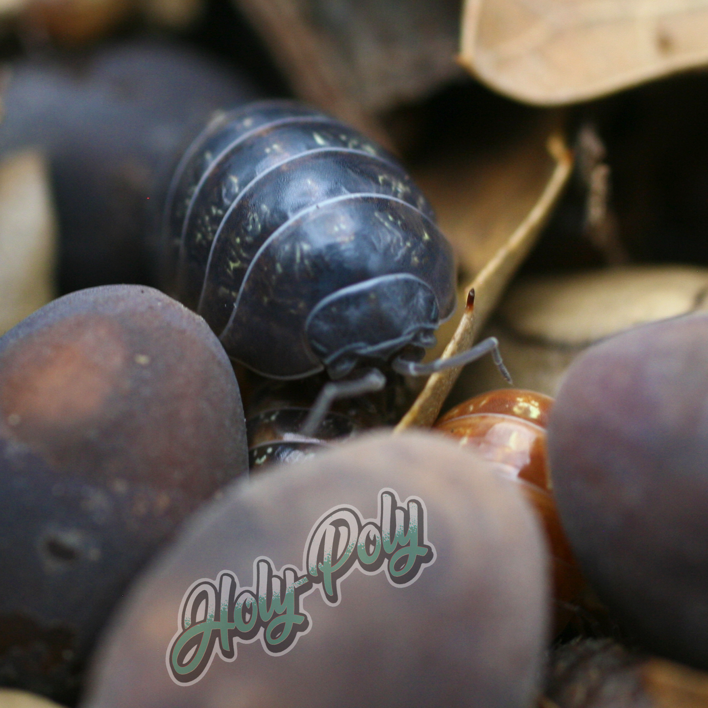 Isópodos de Punta Cana (Armadillidium vulgare)