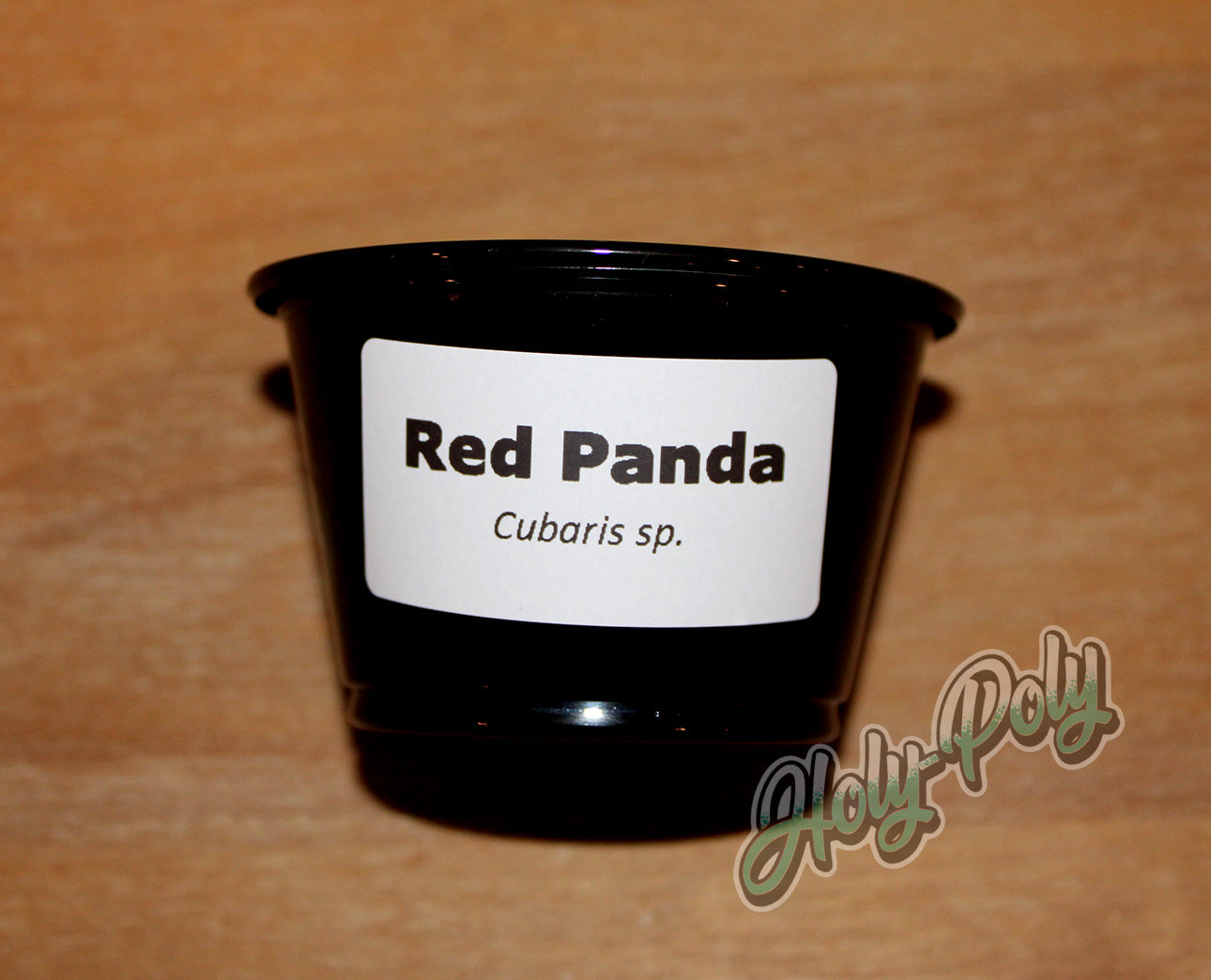 Red Panda Cubaris sp. 2x1 thermal species ID label on black isopod culture cup
