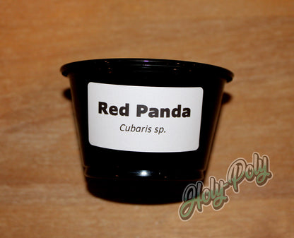 Red Panda Cubaris sp. 2x1 thermal species ID label on black isopod culture cup