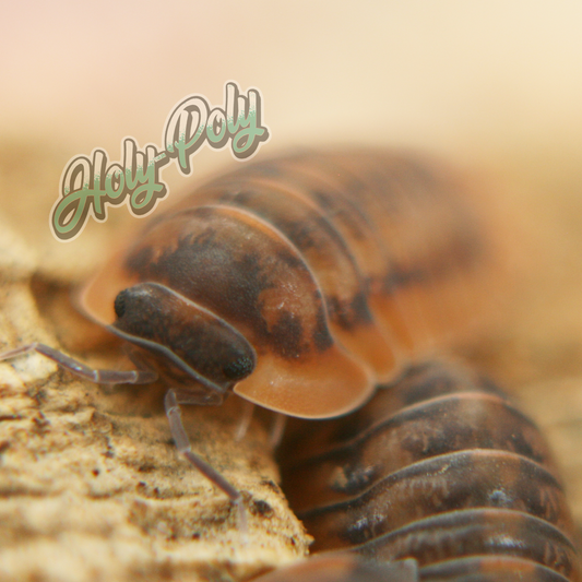 U.S. Bioactive Springtails and Isopods for Sale – Holy-Poly Isopods