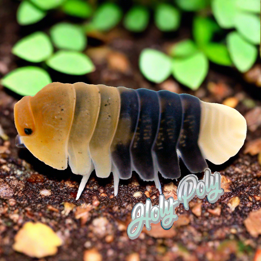 Cubaris sp. Rubber Bee Isopods for sale!