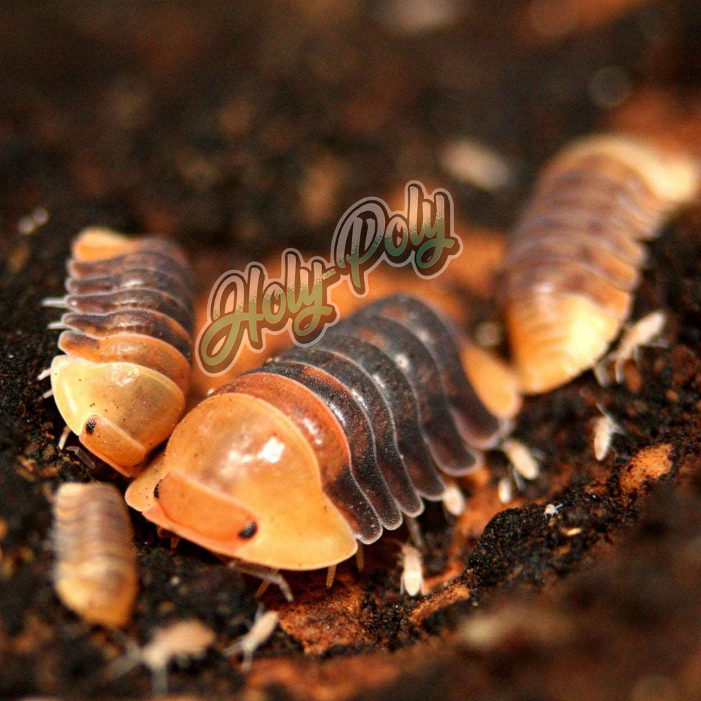 Rubber Ducky Isopods (Cubaris sp.) – Holy-Poly Isopods