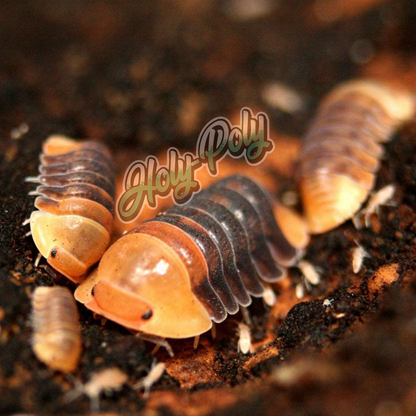 Cubaris Rubber Ducky Isopods for sale