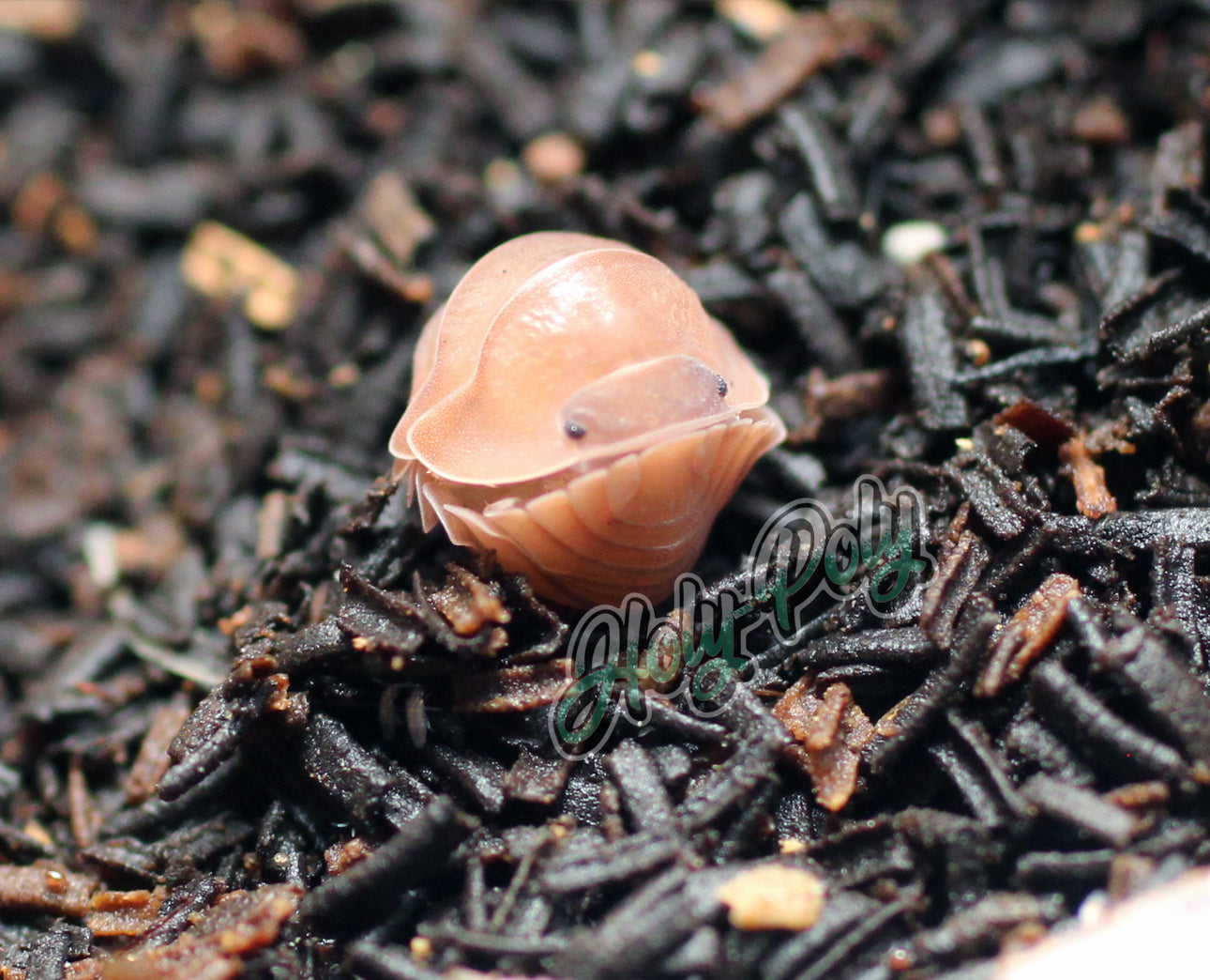 Cubaris Salmon Isopods for sale (roll up)