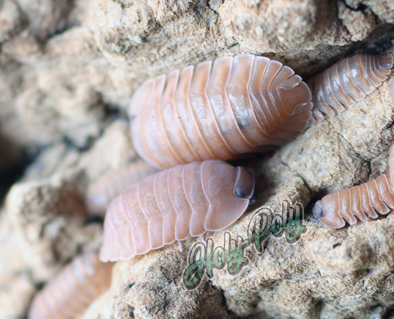Cubaris Salmon Isopods for sale