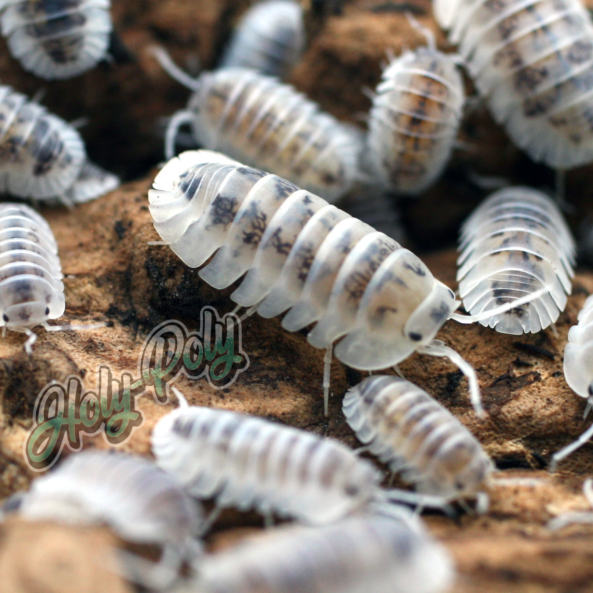 Shiro Utsuri Isopods for sale