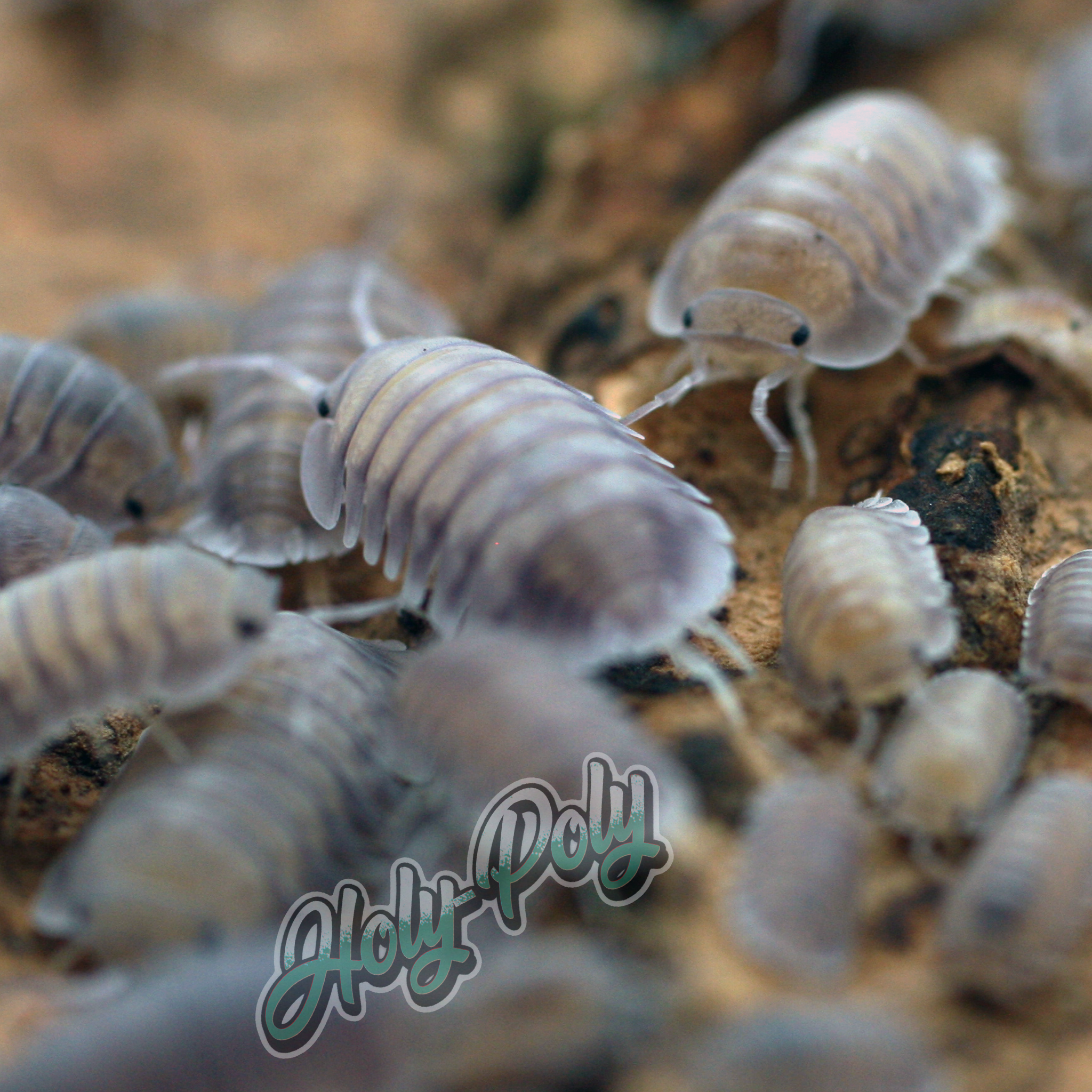 Silver Ghost Isopods (Cubaris sp.) – Holy-Poly Isopods