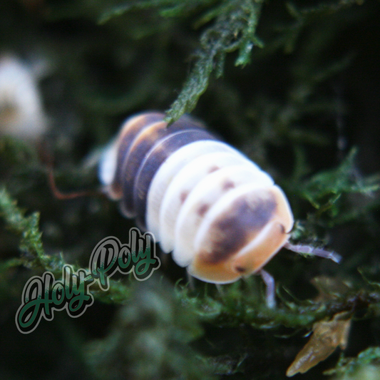 Cubaris sp. White Shark Isopods for sale!