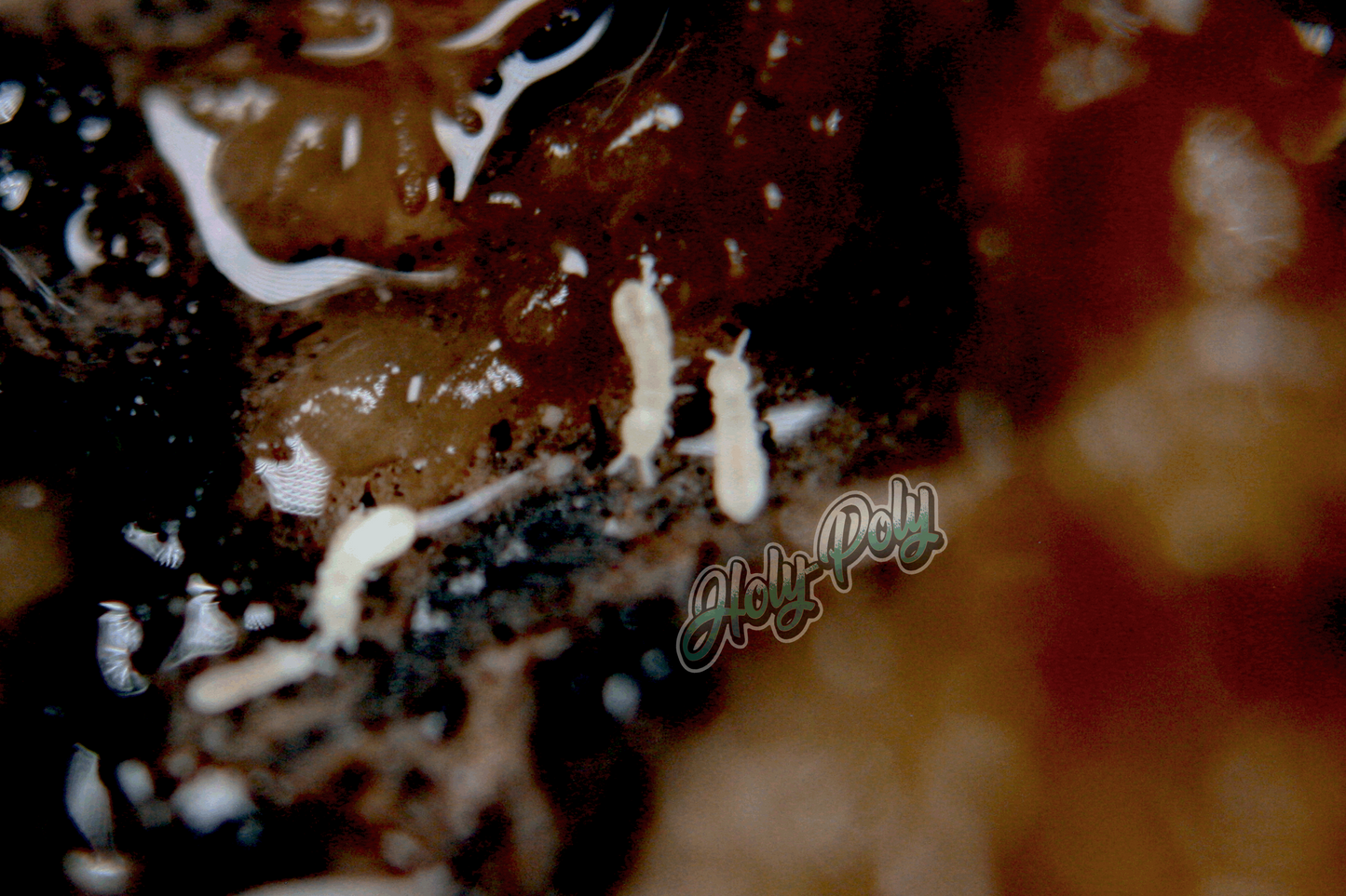 Holy-Poly Isopods - White Springtails (folsomia candida) for sale (bioactive vivarium terrarium reptile enclosure Collembola arthropod cleanup crew clean-up CUC isopoda)