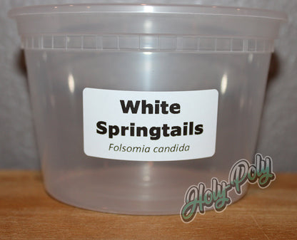 White Springtails Folsomia candida 2x1 thermal species ID label on clear springtail culture container