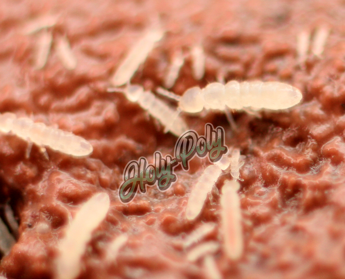 White Springtails (Folsomia candida) β Holy-Poly Isopods