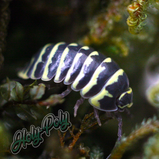 Armadillidium maculatum - Yellow Zebra Isopods for sale